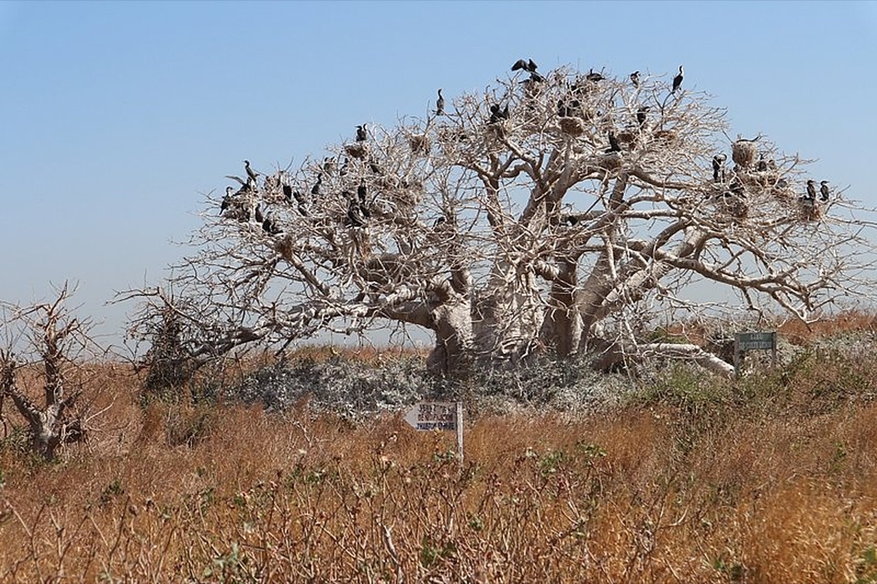 Dwarf baobab covered in cormorants on the Île des Madeleines - Île des Madeleines Dakar, Senegal Nautique