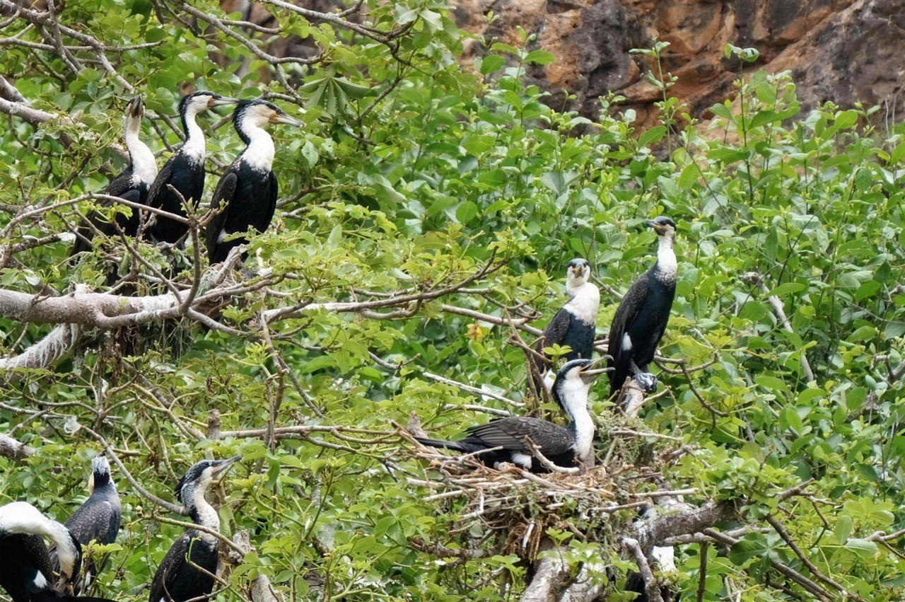 Cormorants and nests in the vegetation of the Île des Madeleines - Île des Madeleines Dakar, Senegal Nautique